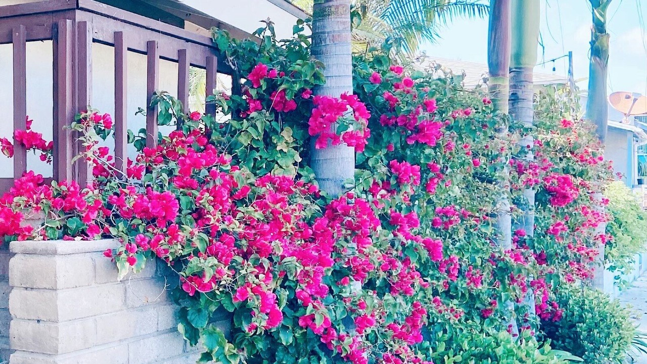 Photo of Outdoor in Mission Beach