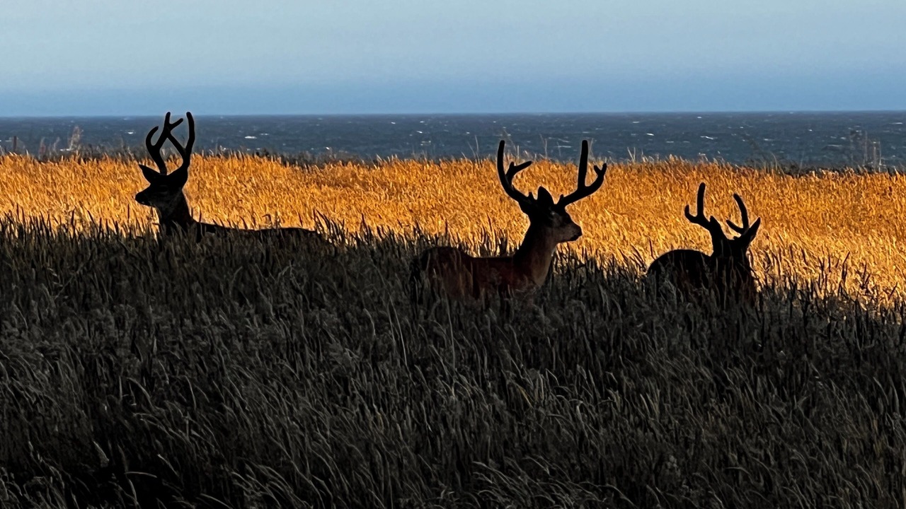 Photo of Others in Sea Ranch