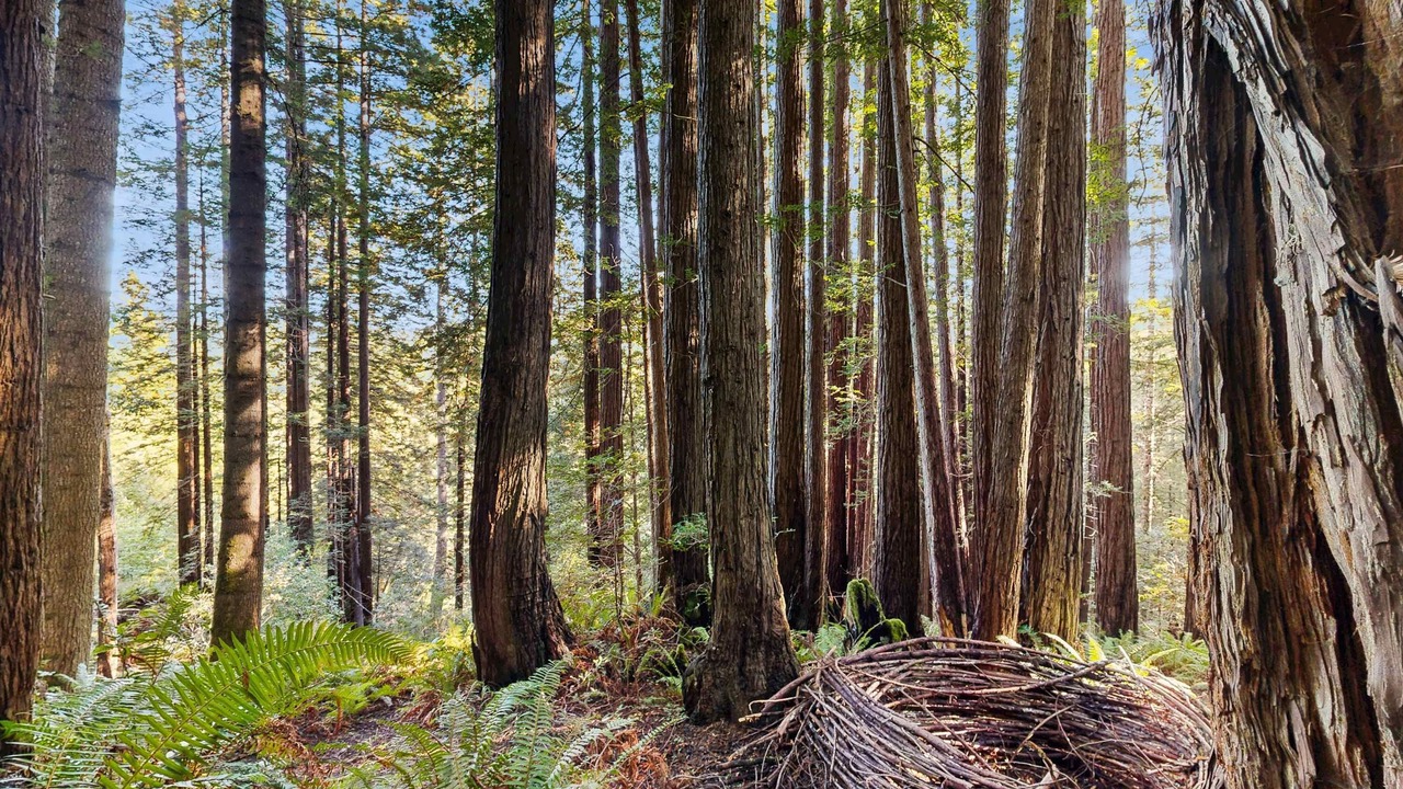 Photo of Others in Sea Ranch