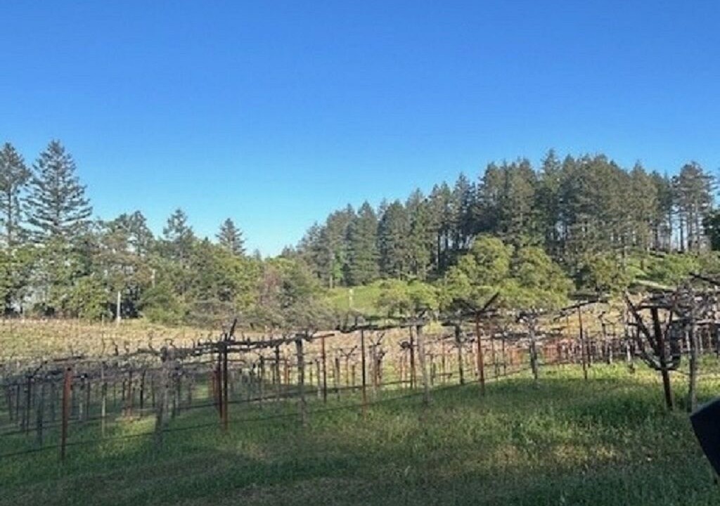 Photo of Others in St. Helena