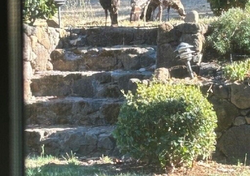 Photo of Others in St. Helena