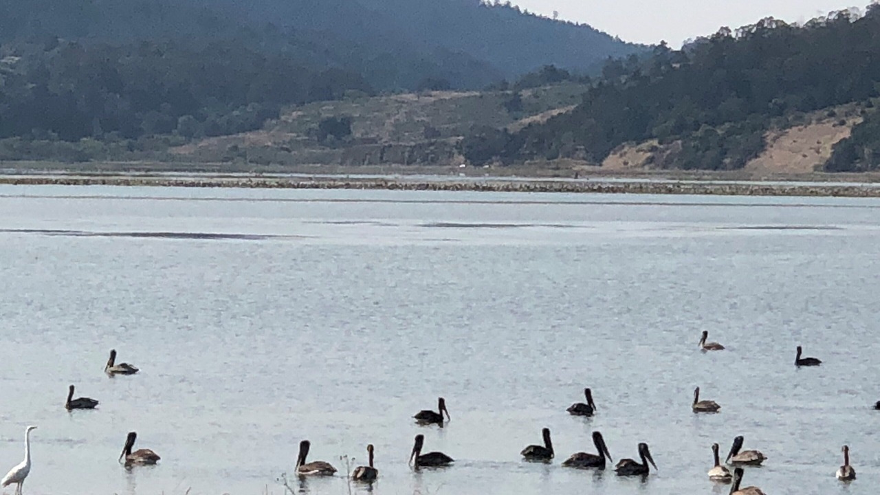 Photo of Others in Stinson Beach