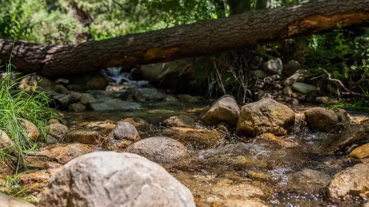 Photo of Others in Idyllwild