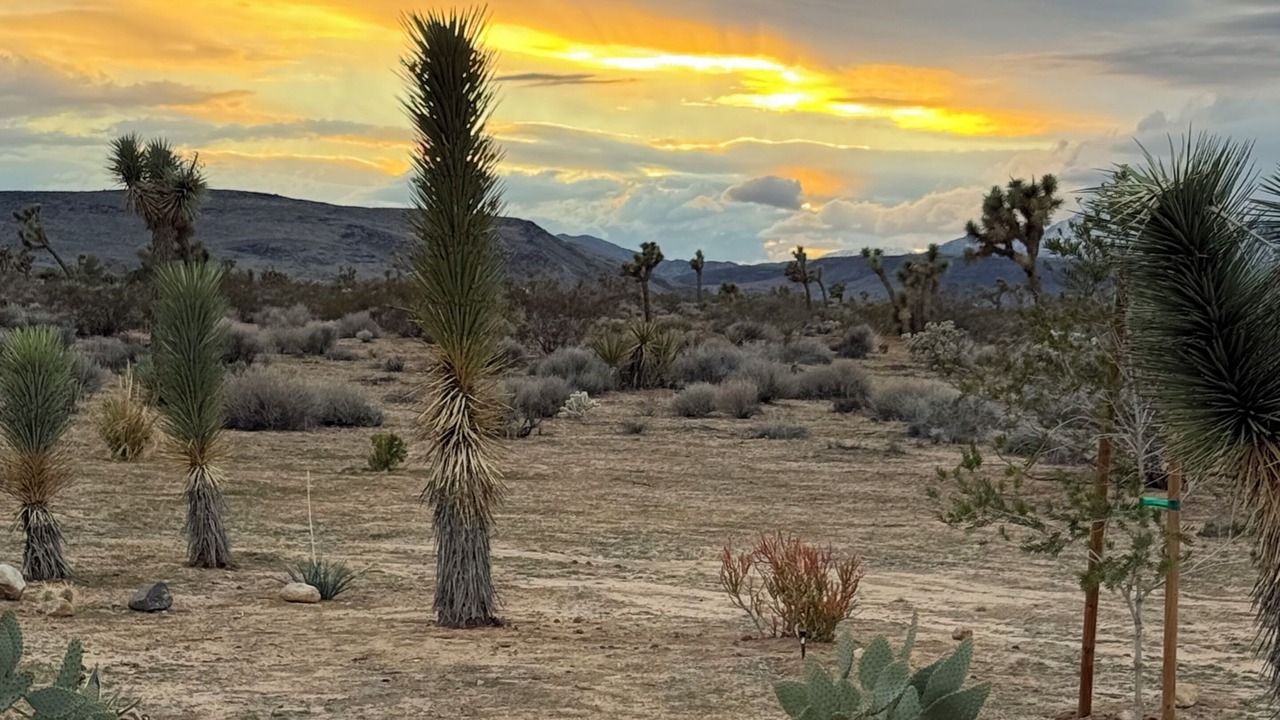 Photo of Others in Yucca Valley