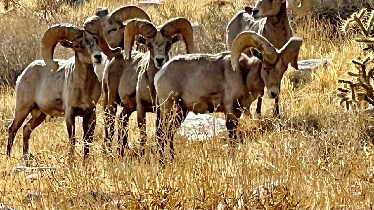 Photo of Others in Indian Canyon