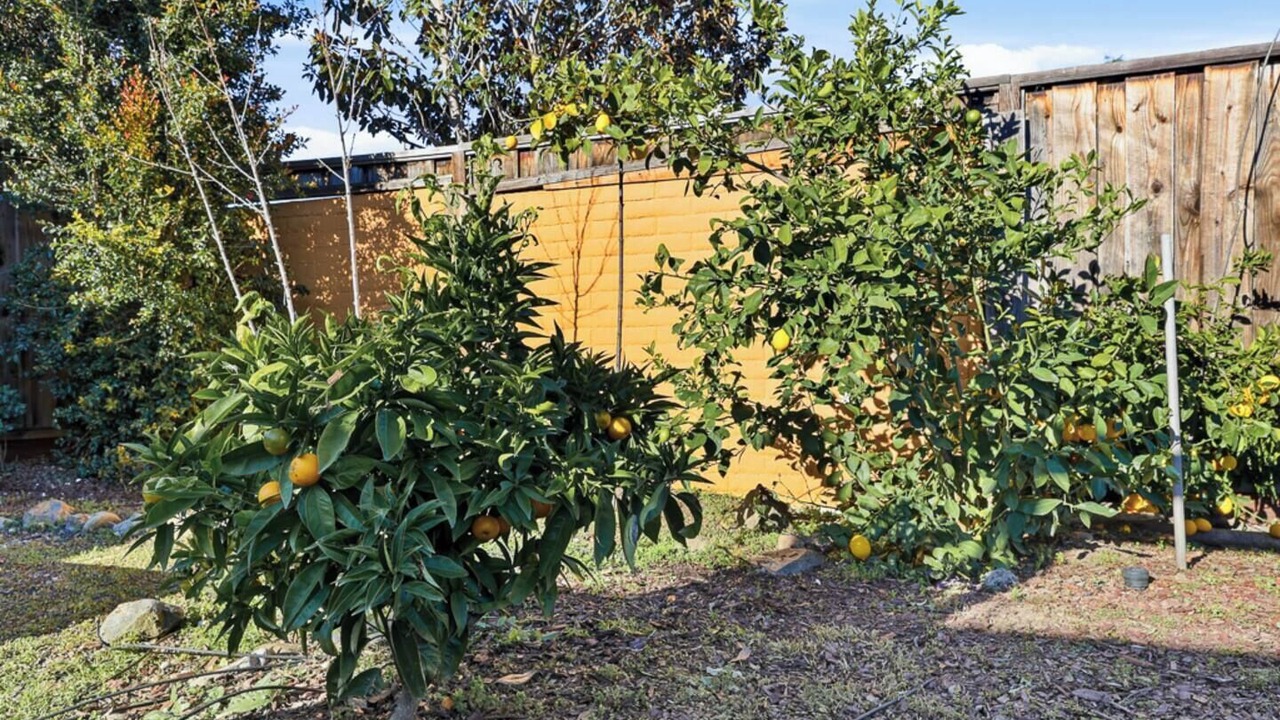 Photo of Outdoor in Santa Clara