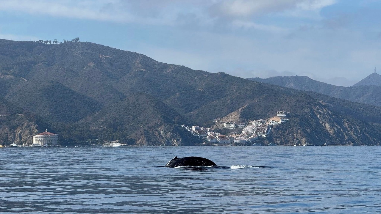 Photo of Others in Avalon