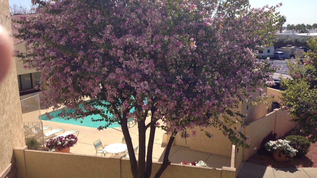 Photo of Outdoor in Surprise