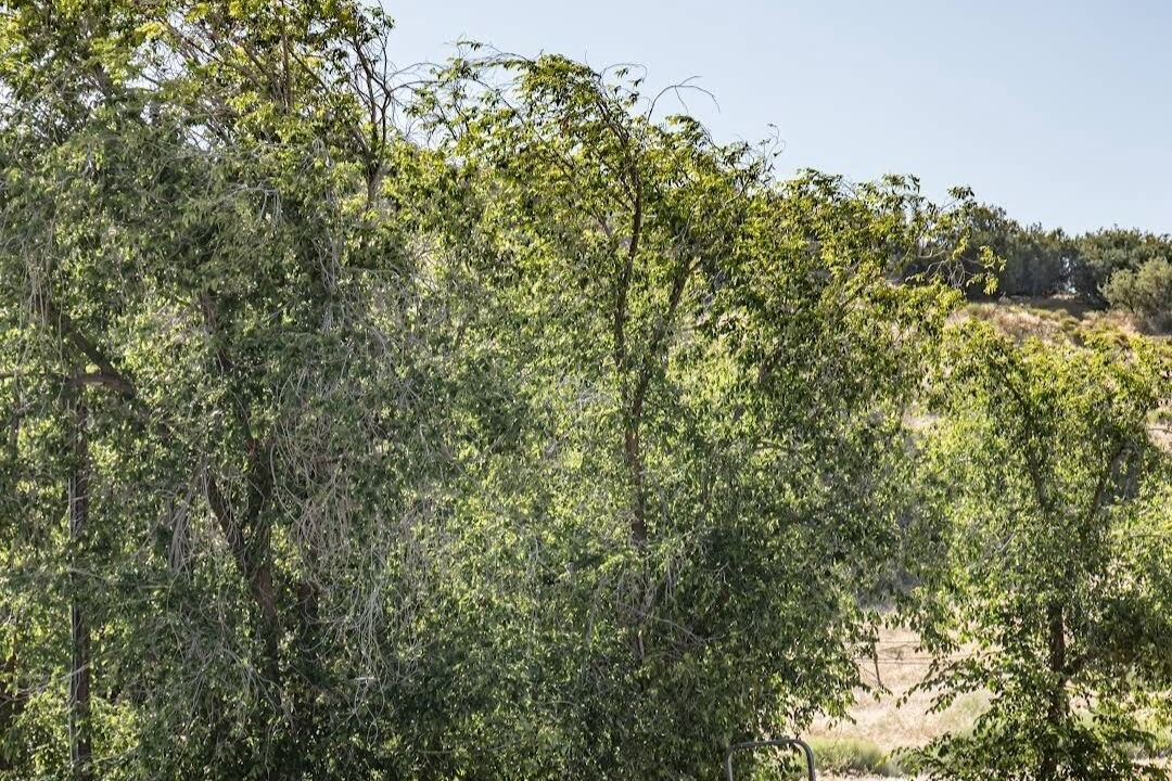 Photo of Others in Maricopa