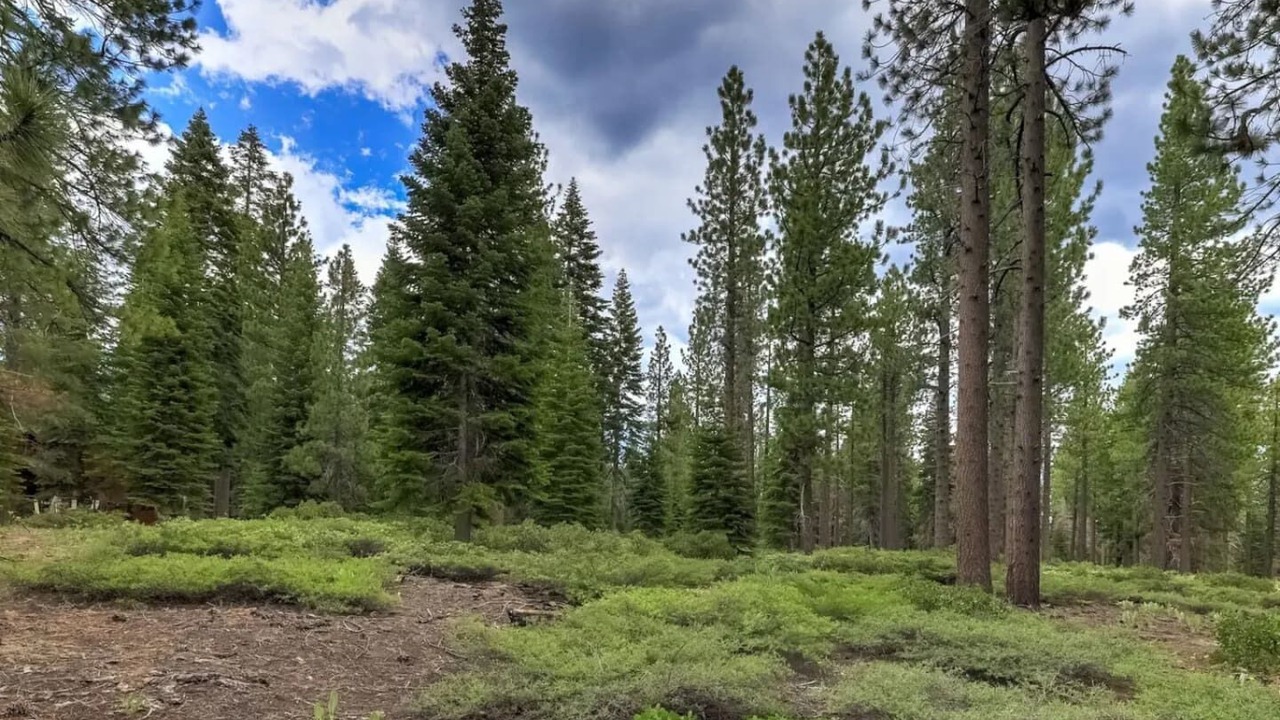 Photo of Others in North Upper Truckee