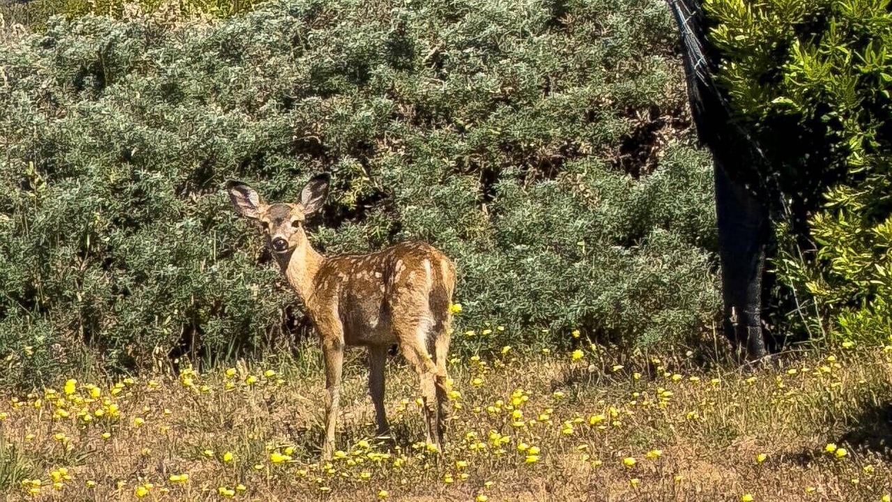Photo of Others in Sea Ranch