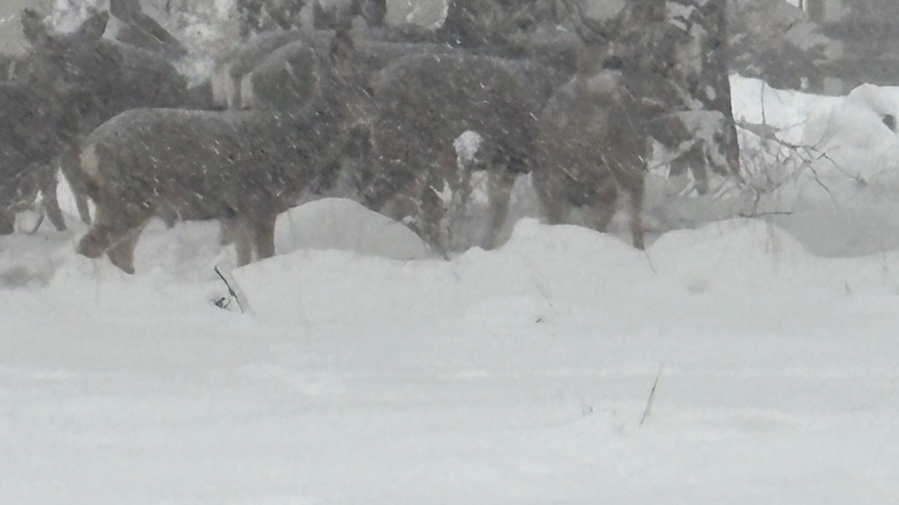 Photo of Others in Susanville