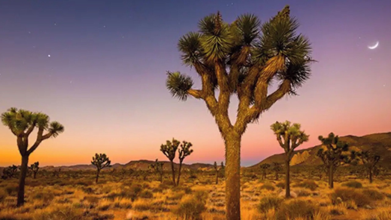 Photo of Others in Palm Springs
