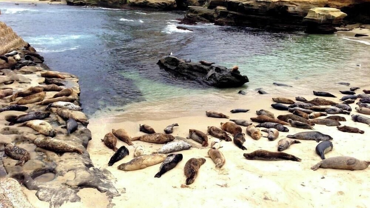 Photo of Others in Village of La Jolla
