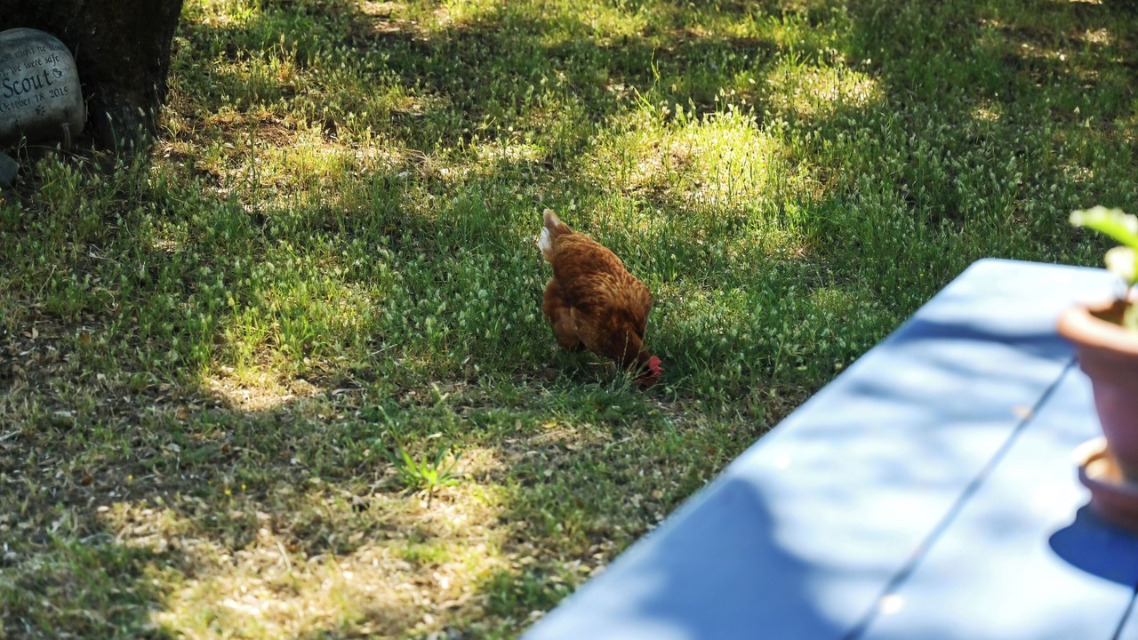 Photo of Outdoor in North Auburn