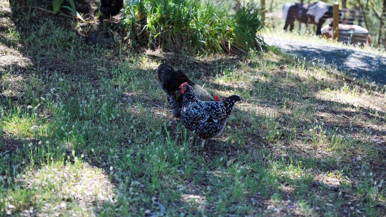 Photo of Others in North Auburn