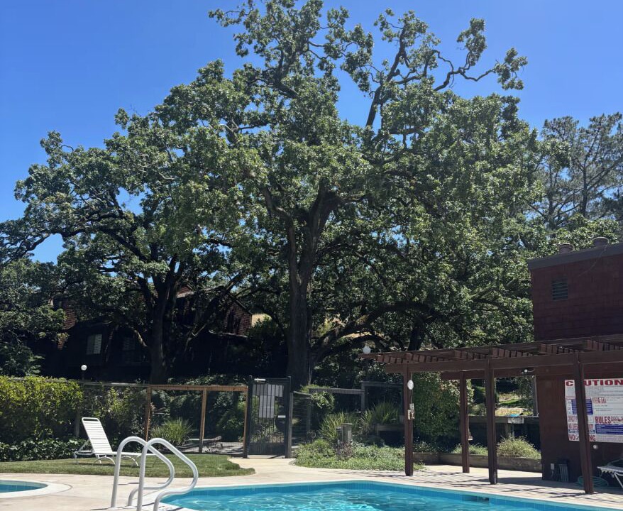 Photo of Outdoor in Novato
