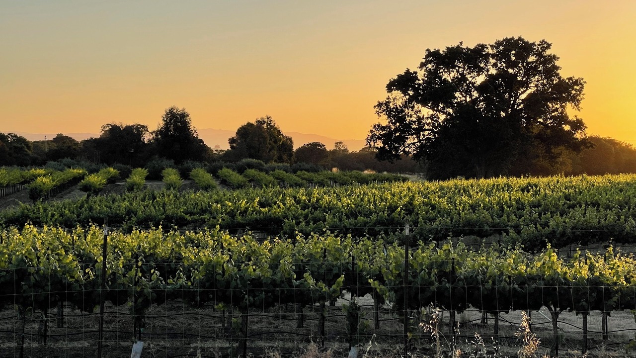 Photo of Others in Paso Robles