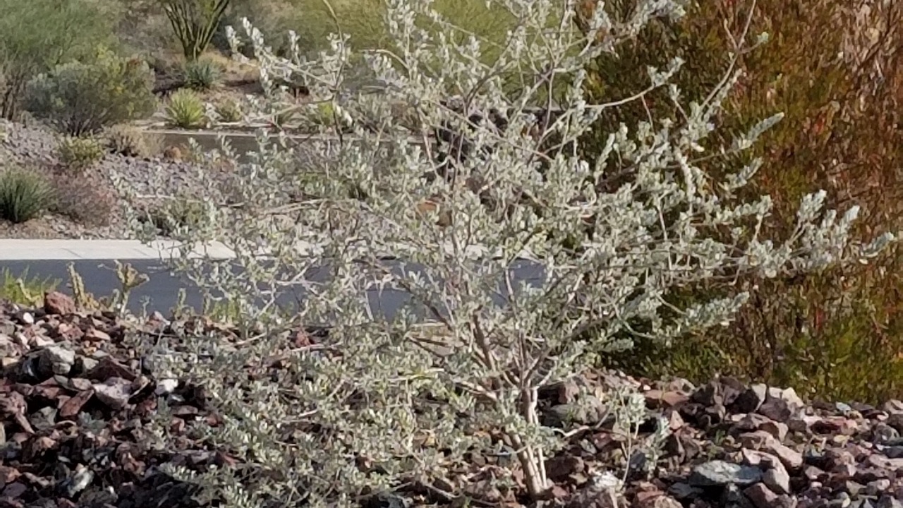 Photo of Others in Wickenburg