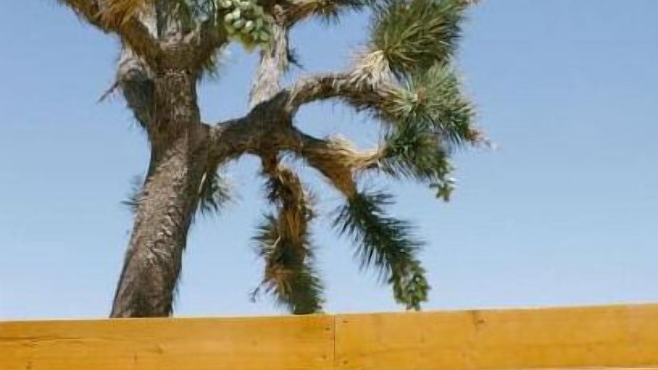 Photo of Others in Yucca Valley