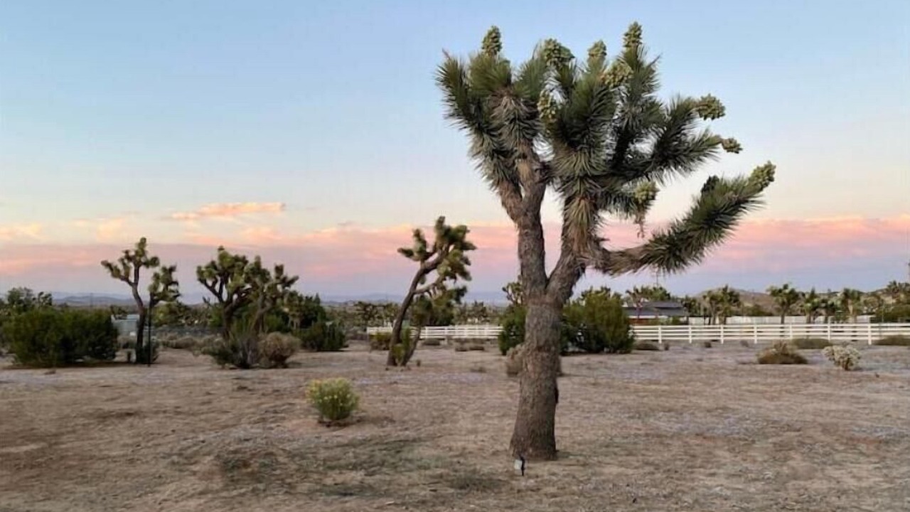 Photo of Others in Yucca Valley