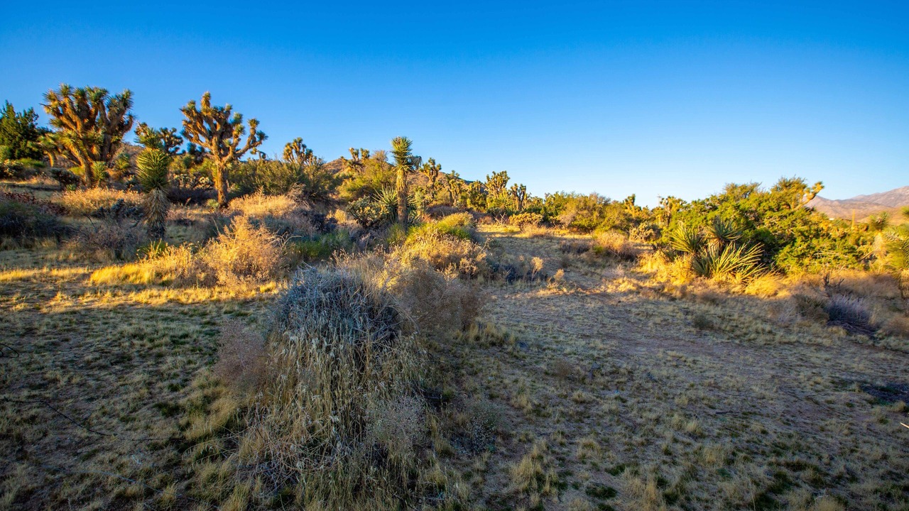 Photo of Others in Yucca Valley