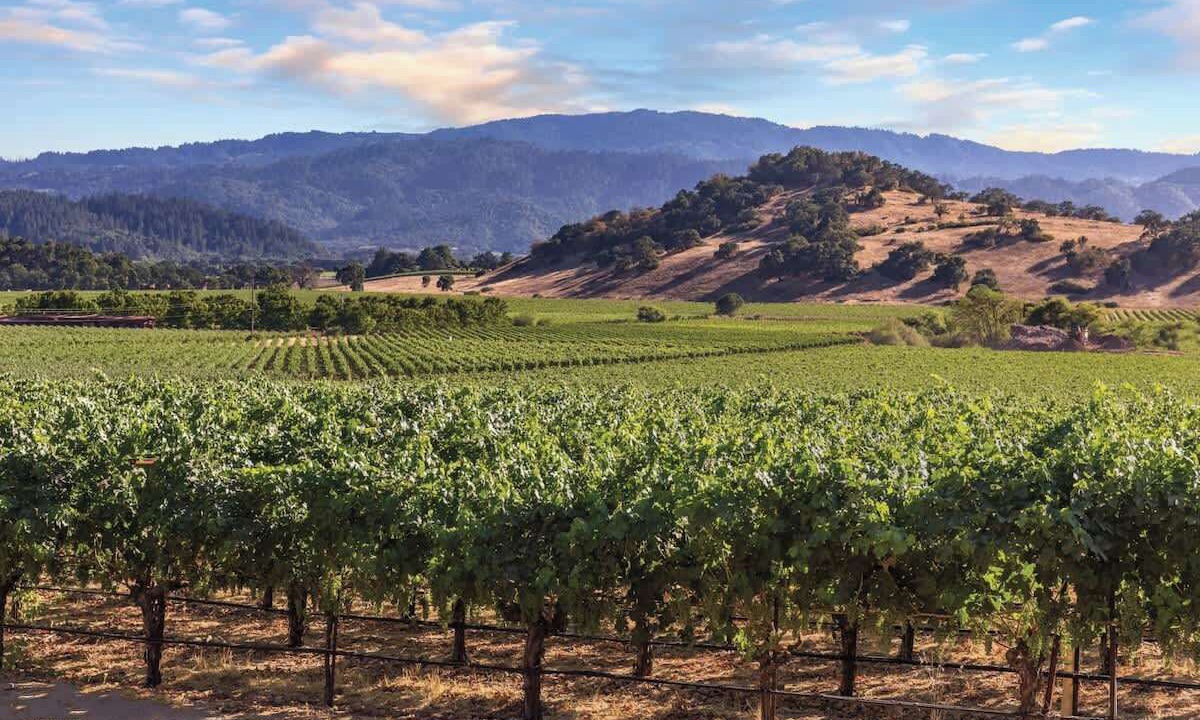 Photo of Others in Napa