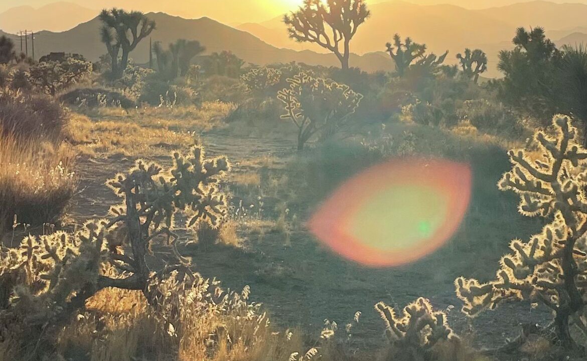 Photo of Others in Yucca Valley