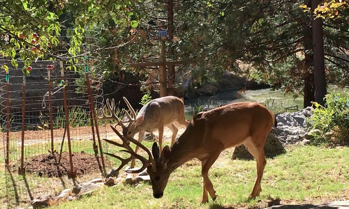 Photo of Others in Nevada City