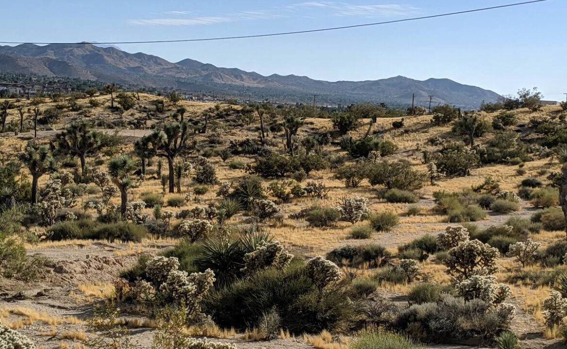 Photo of Others in Yucca Valley