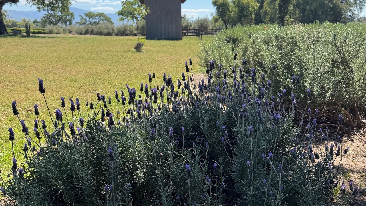 Photo of Outdoor in Solvang