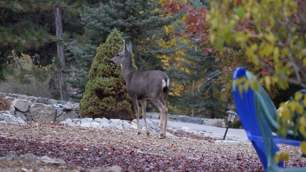 Photo of Others in Pine Mountain Club