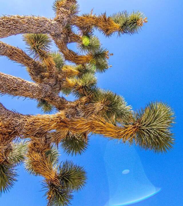 Photo of Others in Yucca Valley