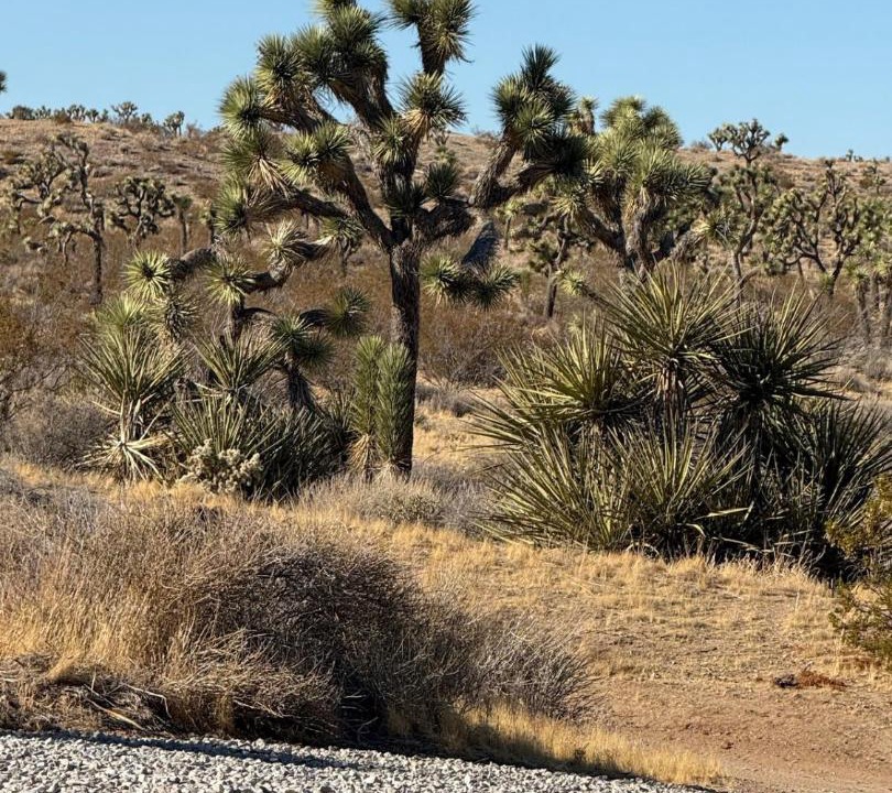 Photo of Others in Yucca Valley