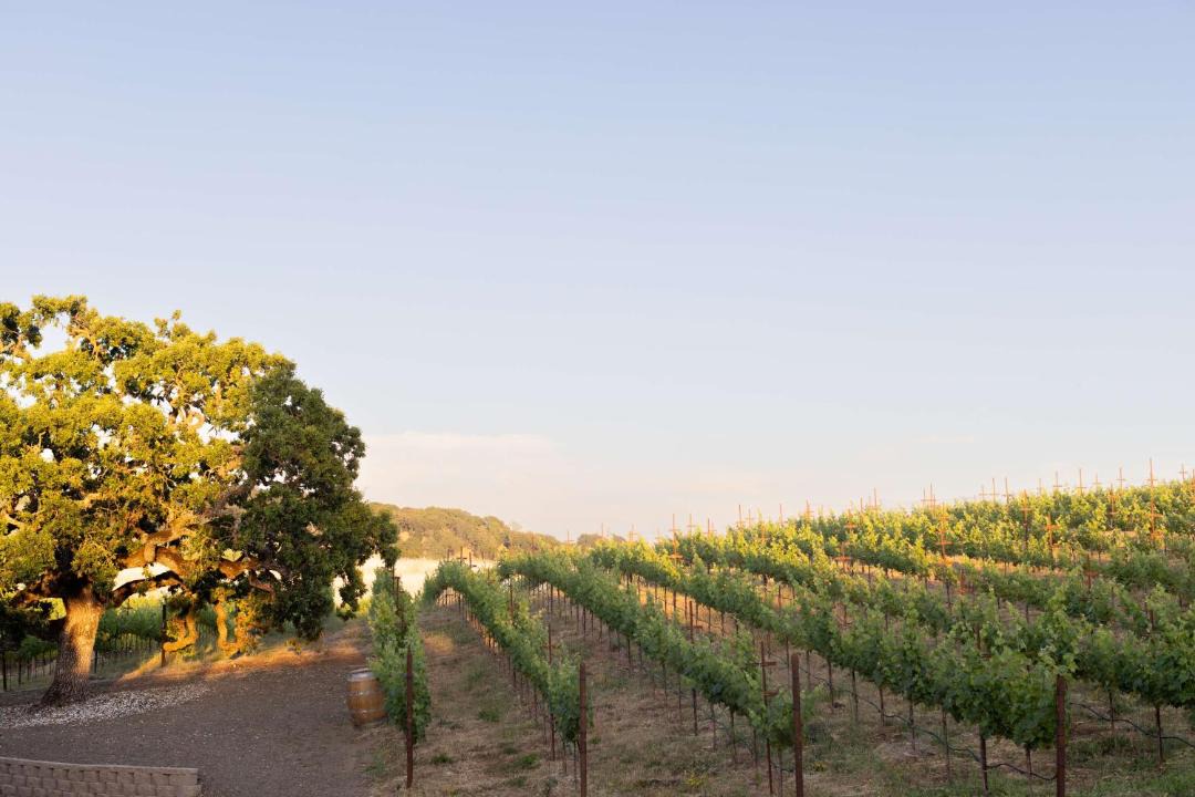 Photo of Others in Napa