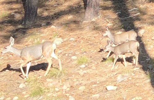Prescott Cabin | Authentic Log Cabin in the cool pines less than 2 hours from Phoenix.